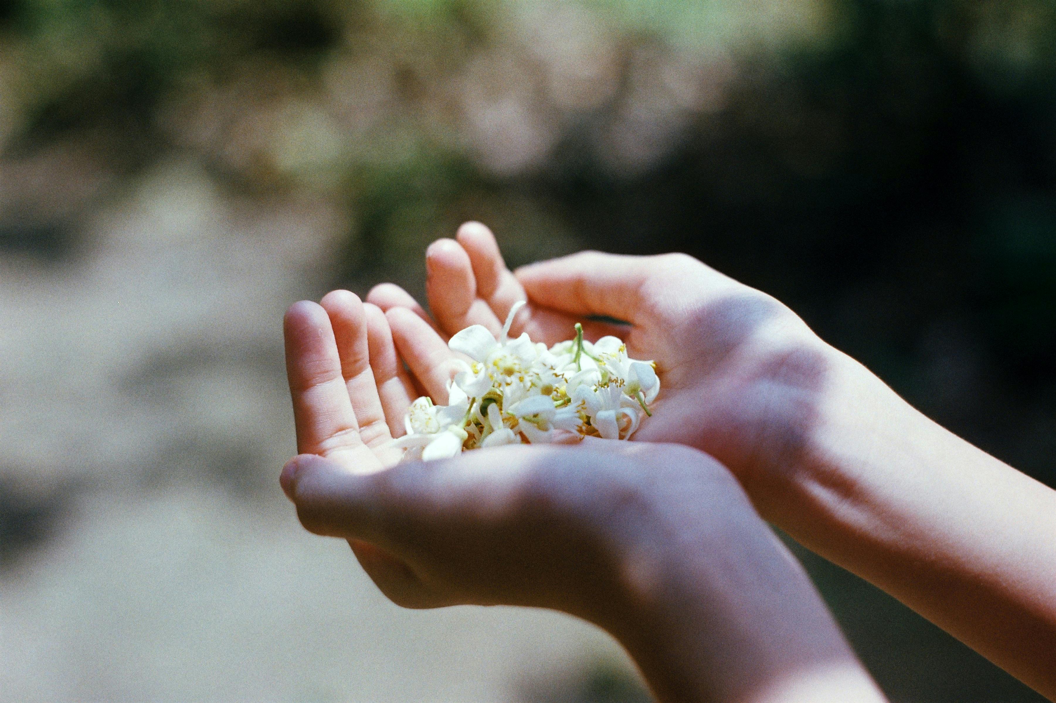 Mãos segurando flores brancas - Natureza e bem-estar